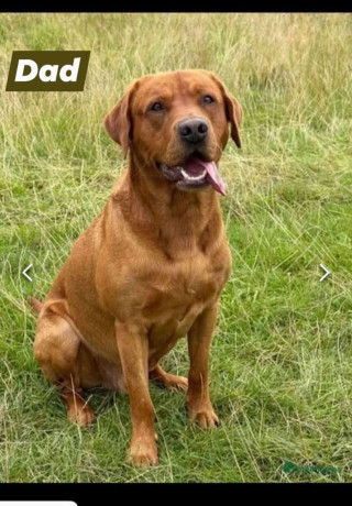 kc-registered-labrador-puppies-big-2