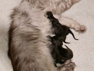 maine-coon-kittens