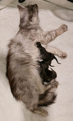 maine-coon-kittens-big-0