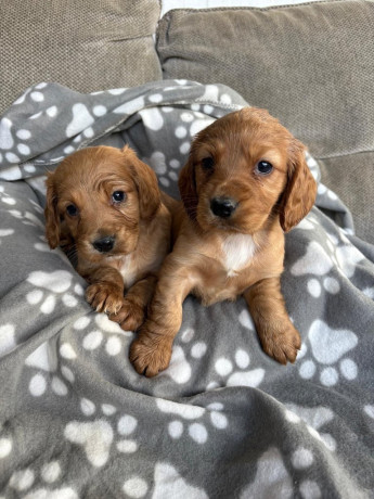 red-cocker-spaniel-puppies-big-1