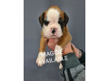 boxer-puppies-small-3
