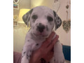 dalmatian-puppies-small-0