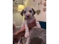 dalmatian-puppies-small-1