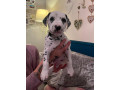 dalmatian-puppies-small-2
