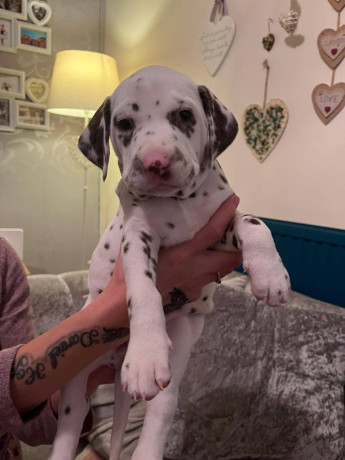 dalmatian-puppies-big-1