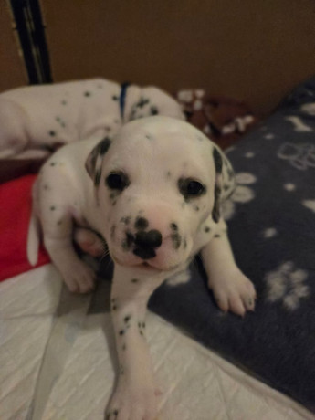 dalmatian-puppies-big-4