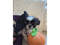 shih-tzu-puppies-ready-in-1-week-small-4