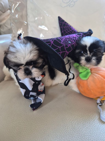 shih-tzu-puppies-ready-in-1-week-big-1