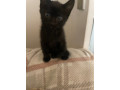 two-kittens-for-sale-l11-small-4