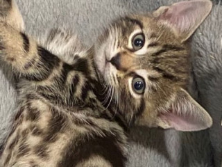 two-kittens-for-sale-l11