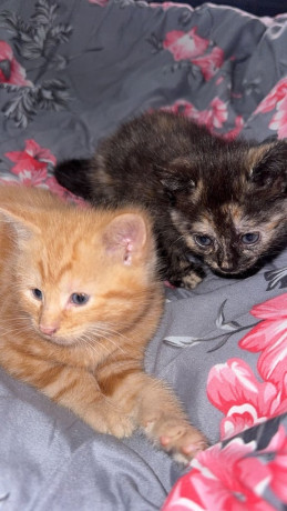 two-kittens-for-sale-l11-big-2