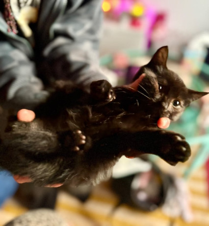 two-kittens-for-sale-l11-big-3