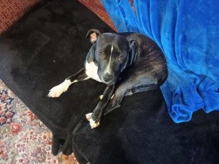 staffy-youngster