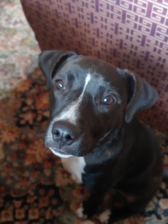 staffy-youngster-big-2