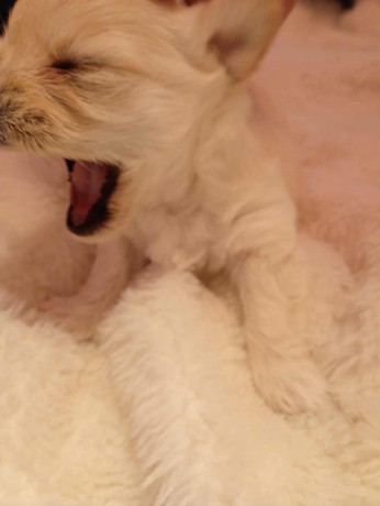 jack-russels-cross-big-4