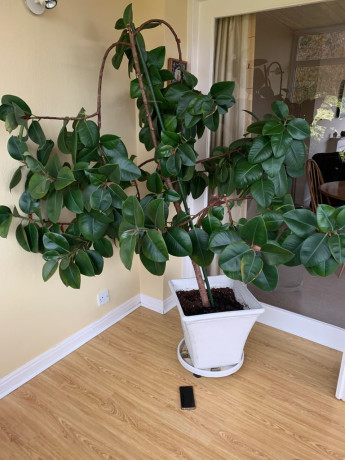 rubber-tree-plant-huge-healthy-big-2