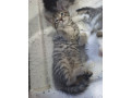 kittens-for-sale-small-4