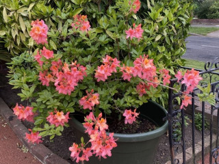 magnificent-stunning-bright-orange-azalea-with-double-headed-yellow-lillies-in-front