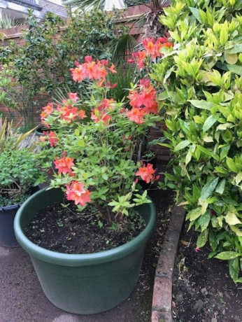 magnificent-stunning-bright-orange-azalea-with-double-headed-yellow-lillies-in-front-big-2