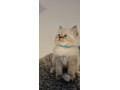 ragdoll-kittens-full-pedigree-ready-now-chunky-cuties-small-0