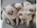ragdoll-kittens-full-pedigree-ready-now-chunky-cuties-small-4