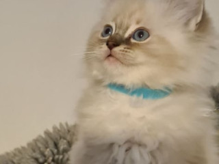 ragdoll-kittens-full-pedigree-ready-now-chunky-cuties