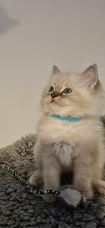 ragdoll-kittens-full-pedigree-ready-now-chunky-cuties-big-0