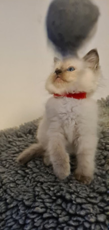 ragdoll-kittens-full-pedigree-ready-now-chunky-cuties-big-1