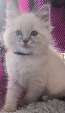 ragdoll-kittens-full-pedigree-ready-now-chunky-cuties-big-2