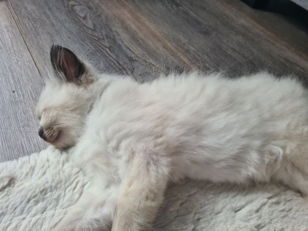 ragdoll-kittens-full-pedigree-ready-now-chunky-cuties-big-3