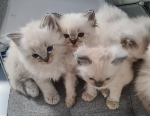 ragdoll-kittens-full-pedigree-ready-now-chunky-cuties-big-4