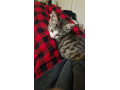 9-week-old-kitten-for-sale-small-3