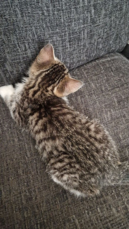 9-week-old-kitten-for-sale-big-2