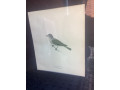 framed-bird-engraving-small-1