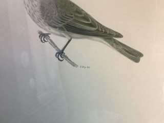 framed-bird-engraving