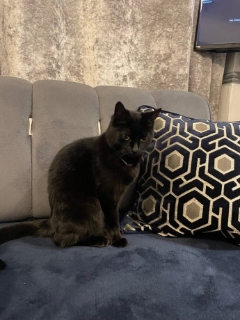 cat-3-years-old-big-1