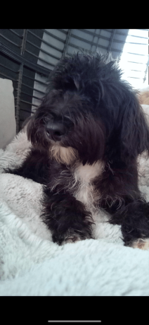 fantastic-schnoodle-boy-big-2