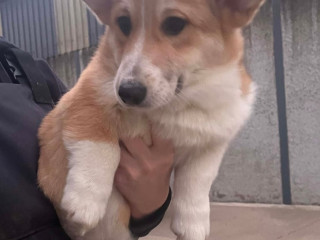 pedigree-welsh-pembroke-corgi-pups-for-sale