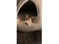 cute-ginger-kitten-for-sale-ready-for-a-new-home-small-0