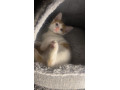 cute-ginger-kitten-for-sale-ready-for-a-new-home-small-1