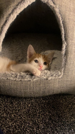 cute-ginger-kitten-for-sale-ready-for-a-new-home-big-0