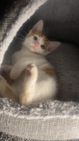 cute-ginger-kitten-for-sale-ready-for-a-new-home-big-1