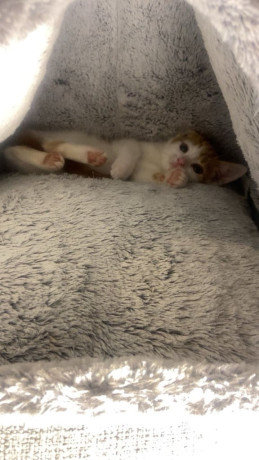 cute-ginger-kitten-for-sale-ready-for-a-new-home-big-2