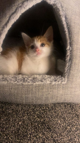 cute-ginger-kitten-for-sale-ready-for-a-new-home-big-3