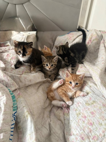 5-beautiful-mixed-breed-kittens-big-0