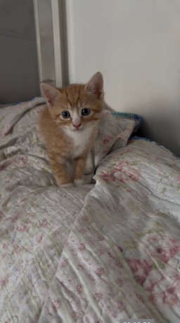 5-beautiful-mixed-breed-kittens-big-3