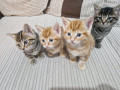 6-rare-marking-kittens-looking-for-forever-homes-homes-small-0