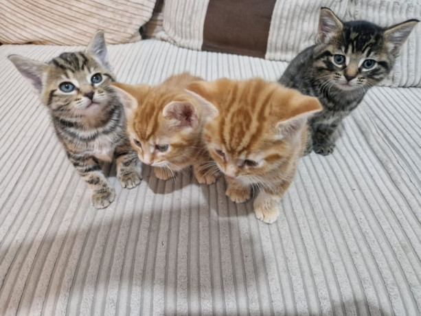 6-rare-marking-kittens-looking-for-forever-homes-homes-big-1