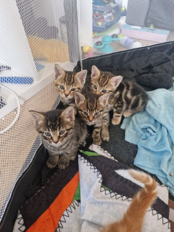 6-rare-marking-kittens-looking-for-forever-homes-homes-big-2