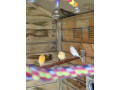 canaries-and-budgies-small-2